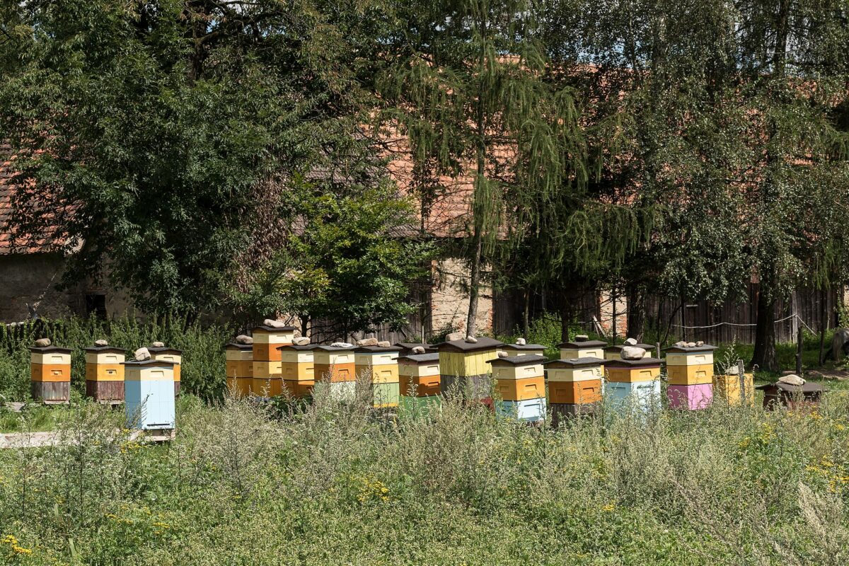 Kolorowe ule pasieki na łące w Trzebieszowicach