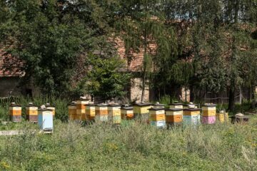 Kolorowe ule pasieki na łące w Trzebieszowicach