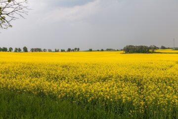 Kwitnące pole rzepaku ozimego pod Malborkiem