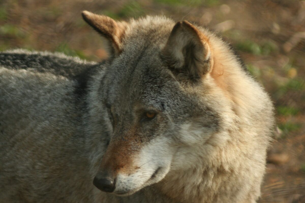 Wilk szary w Białowieży