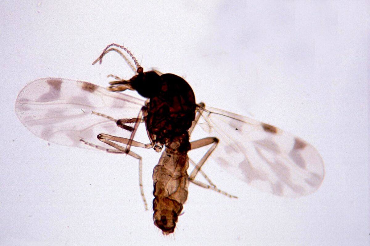 Muchówka z rodzaju Culicoides