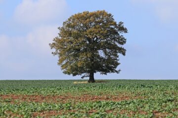 Pole młodego rzepaku ozimego jesienią z pojedynczym dębem o żółknących liściach na tle błękitnego nieba