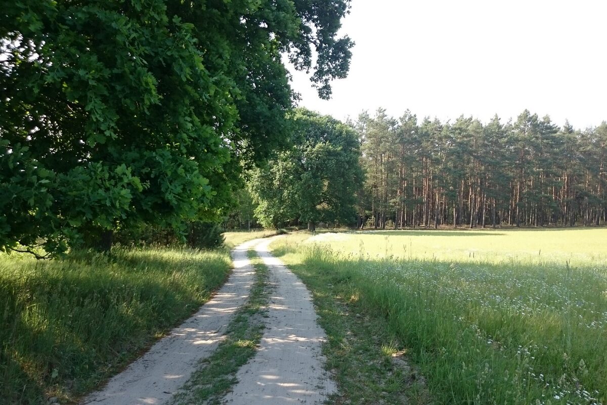 Polna droga wśród łąk i lasu w gminie Kuślin w powiecie nowotomyskim