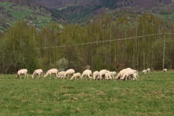 Stado owiec na pastwisku w Piwnicznej-Zdroju