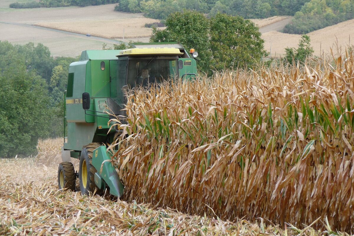Kombajn zbożowy z przystawką do kukurydzy kosi suchy, brązowy łan kukurydzy na ziarno na pagórkowatym polu