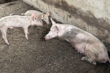 Locha z prosiętami w kojcu