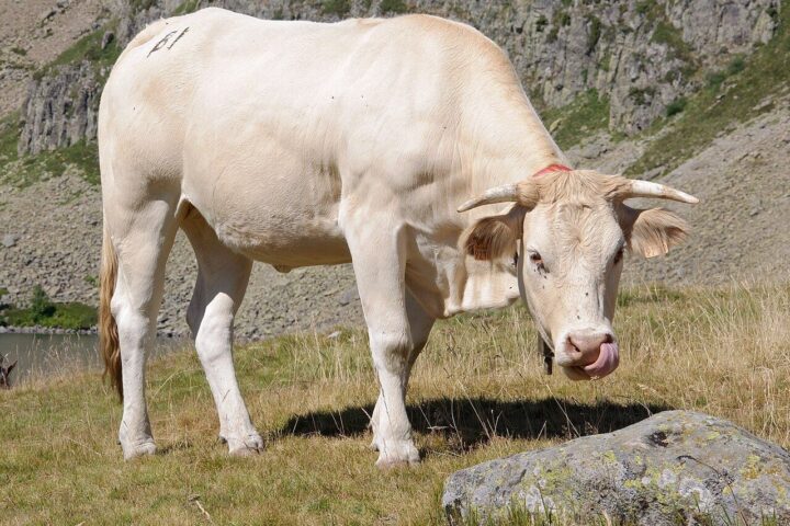 Krowa rasy blonde d'aquitaine