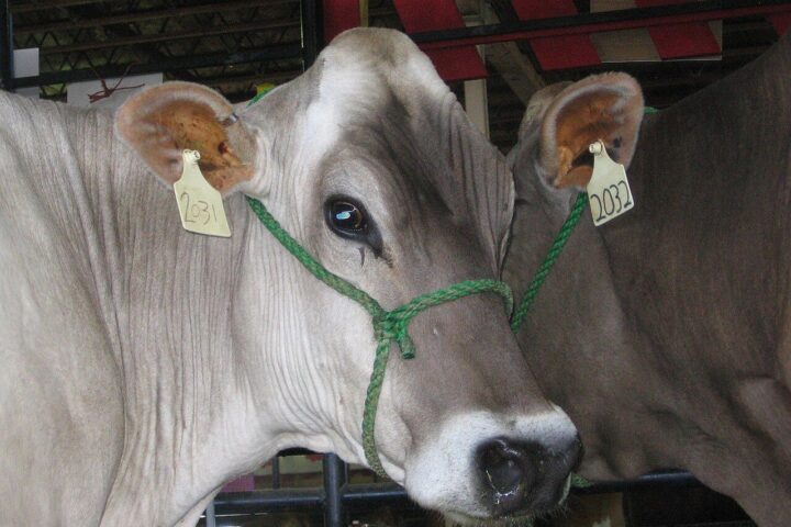 Krowa rasy brown swiss