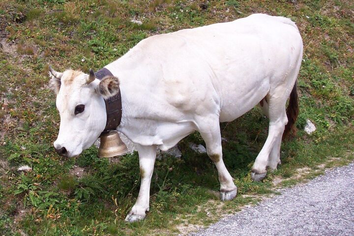 Krowa rasy piemontese