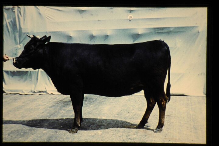 Krowa rasy japońskiej czarnej (wagyu)