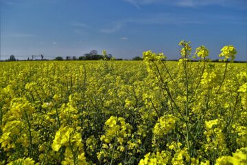 Rzepak ozimy jesienią: na co patrzeć podczas lustracji
