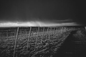 Pochmurne niebo nad polem