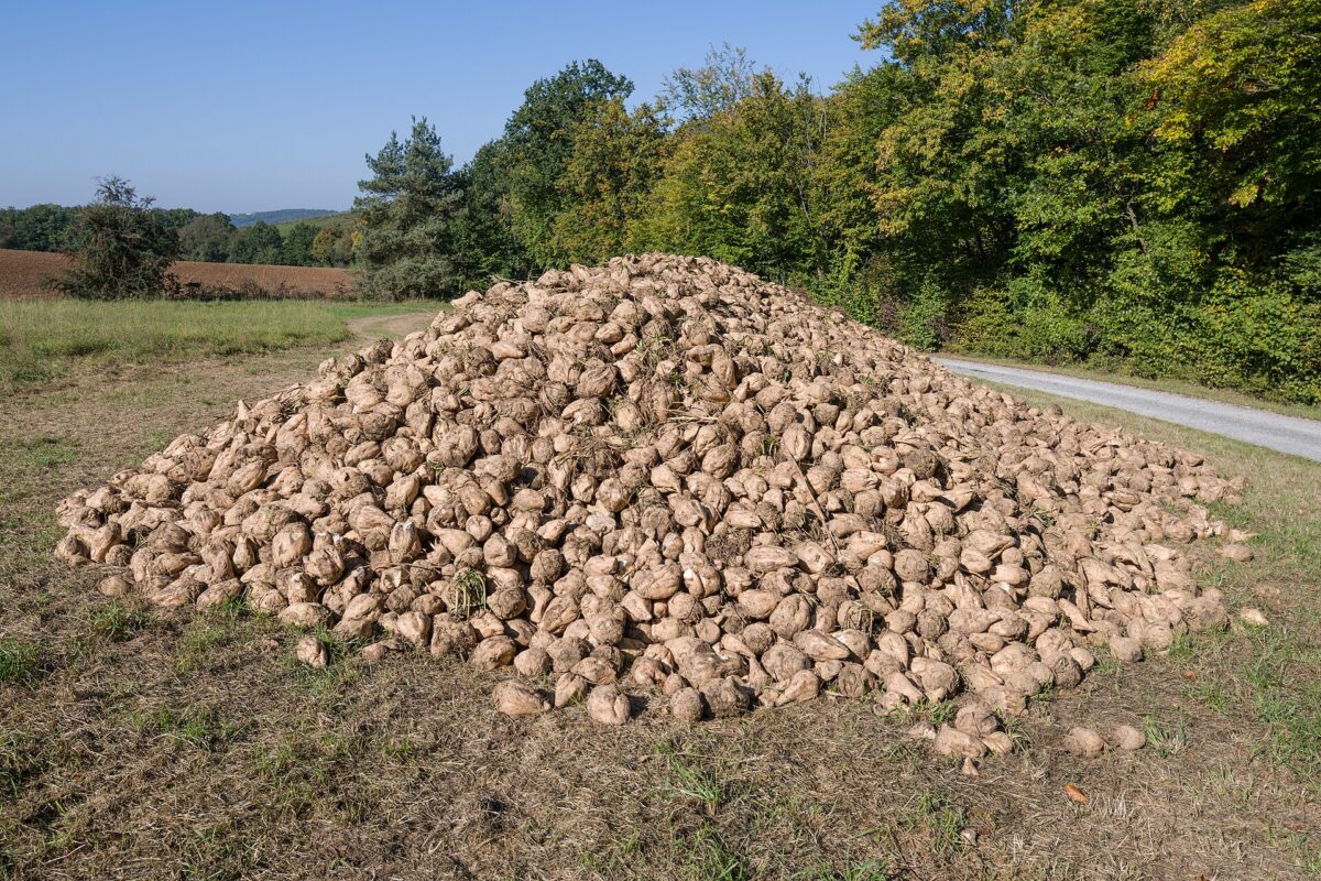 Pryzma buraków cukrowych