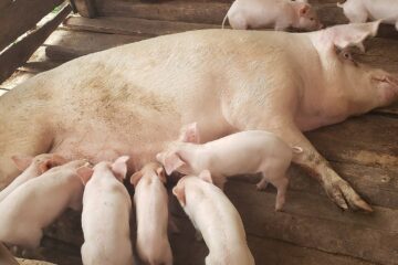 Bioasekuracja w chlewni: codzienne nawyki, które mają znaczenie