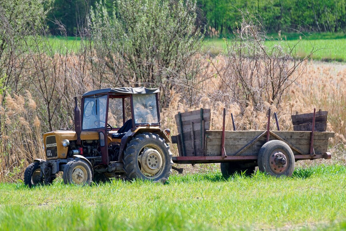 Ciągnik Ursus C-330 z przyczepą na polu w Nowej Wsi Szlacheckiej