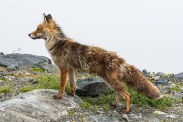 Lis rudy w lesie – lisy są głównym rezerwuarem wścieklizny w Polsce